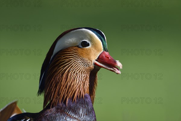 Mandarin Duck