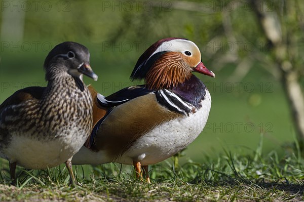 Mandarin Duck