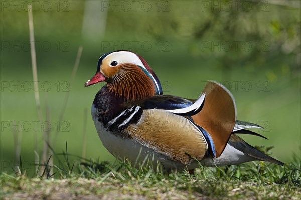 Mandarin Duck