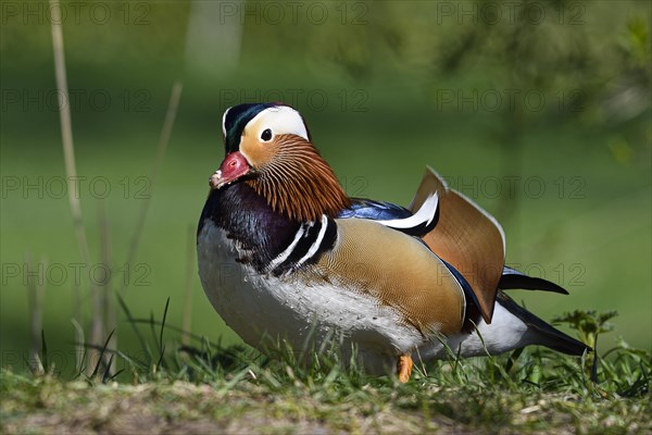 Mandarin Duck