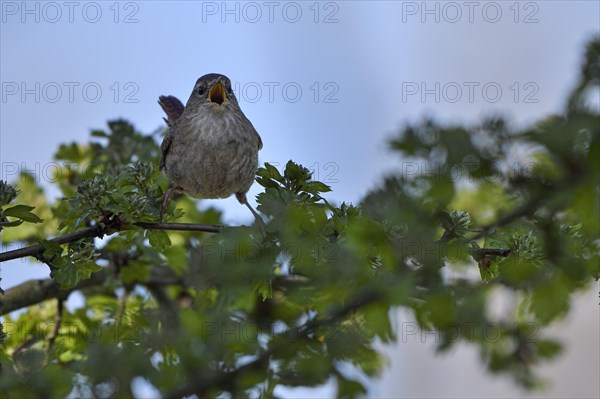 Eurasian wren