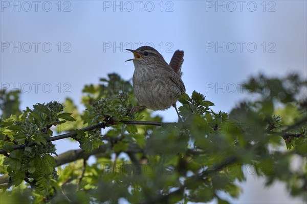 Eurasian wren