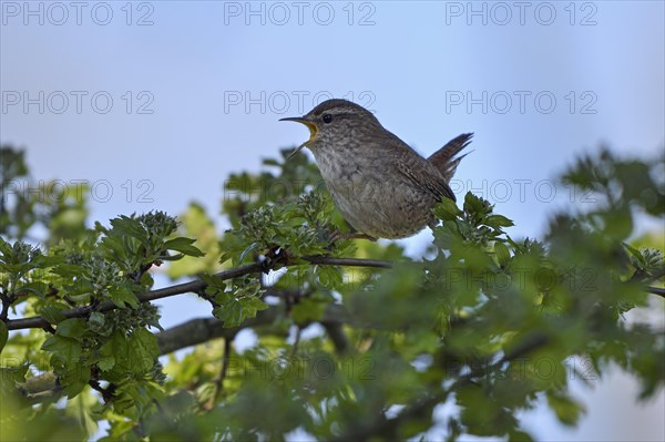 Eurasian wren