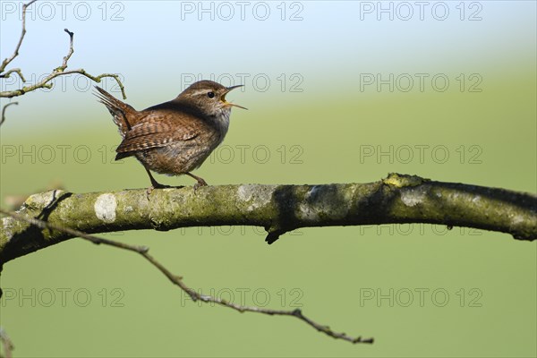 Eurasian wren