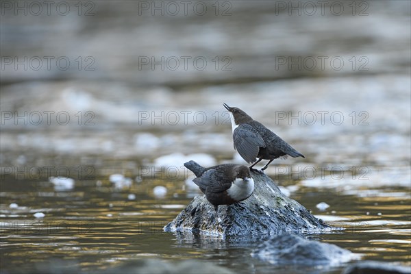 White-breasted dipper