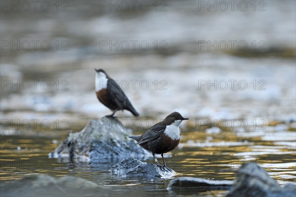 White-breasted dipper