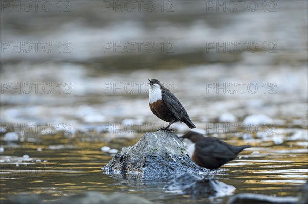 White-breasted dipper