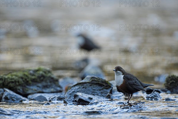 White-breasted dipper