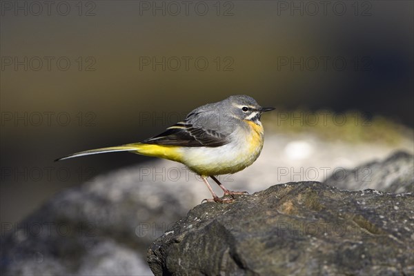 Grey Wagtail