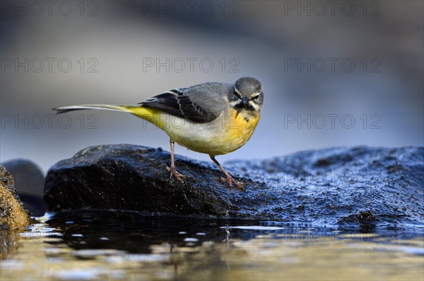 Grey Wagtail