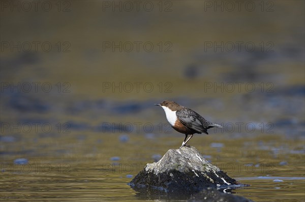 White-breasted dipper