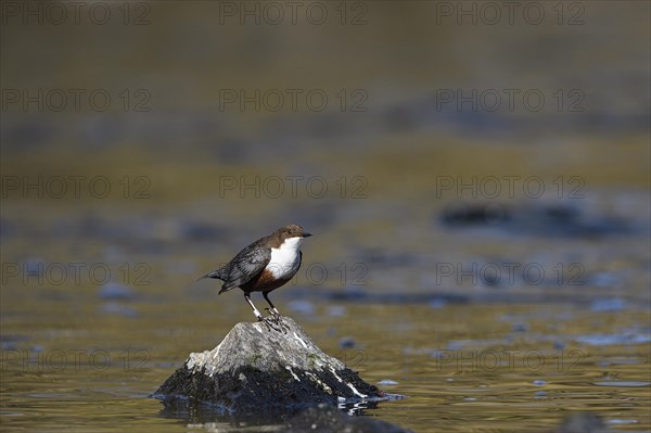 White-breasted dipper