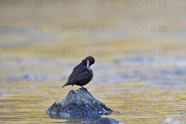 White-breasted dipper