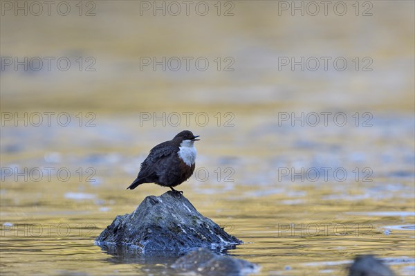 White-breasted dipper