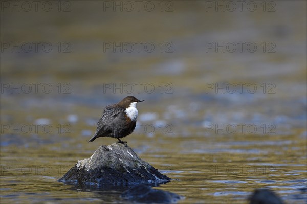 White-breasted dipper