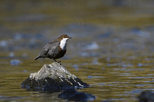 White-breasted dipper