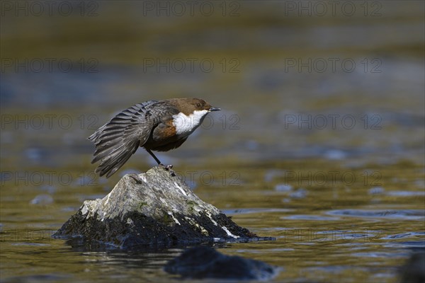 White-breasted dipper