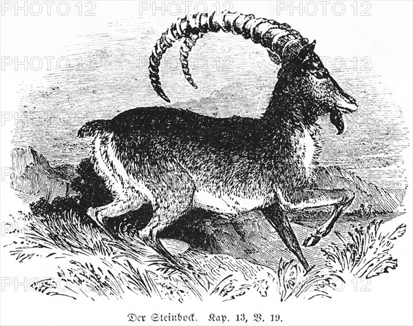 The Ibex