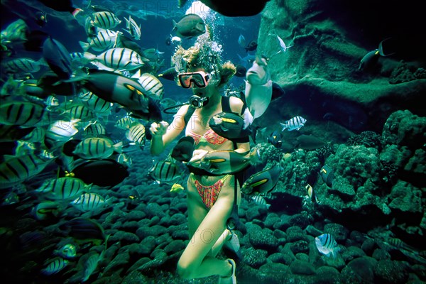 Fish feeding by diver at Sealife Park