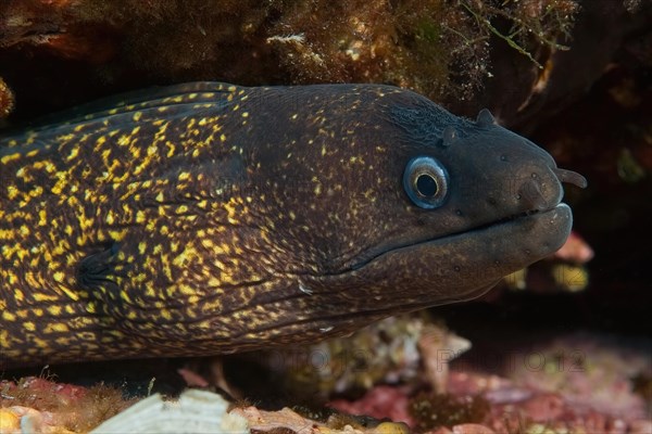 Mediterranean moray