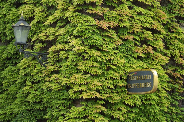 House wall with overgrown vines and nose sign at the Kupferberg champagne cellar