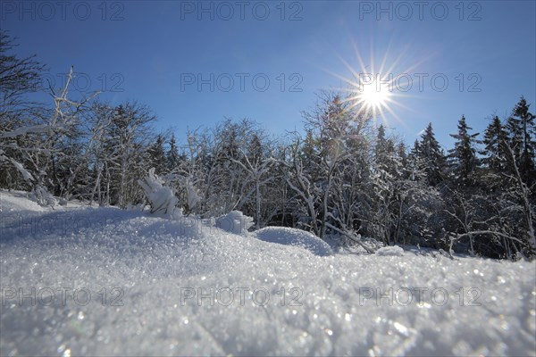 Winter landscape with snow and sunbeams with backlight