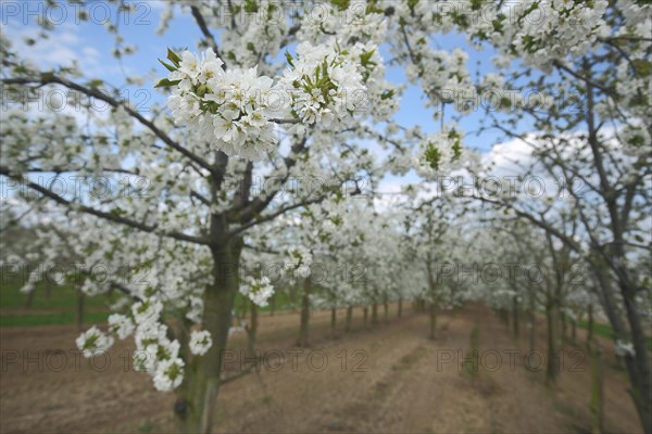 Flowering sour cherry