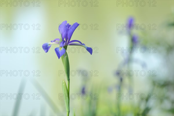 Marsh meadow iris