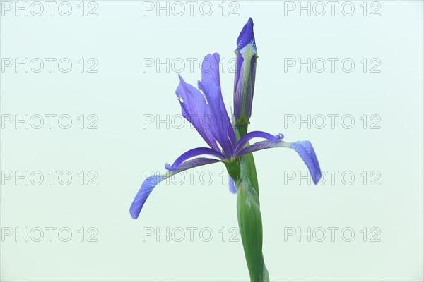 Swamp meadow iris