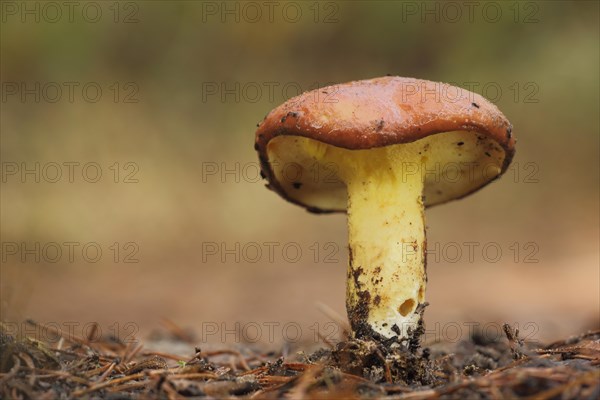 Grain boletus