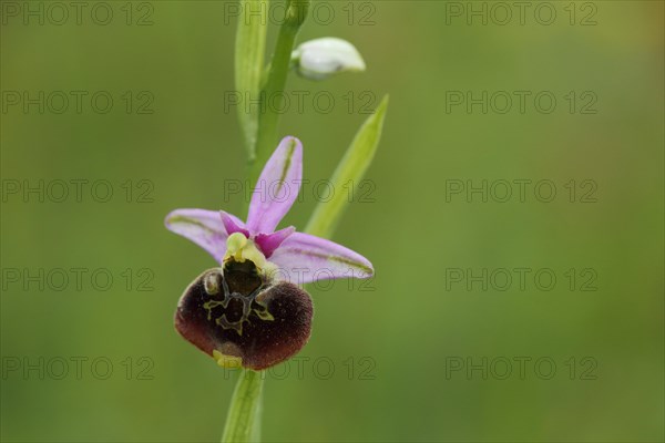 Late spider-orchid