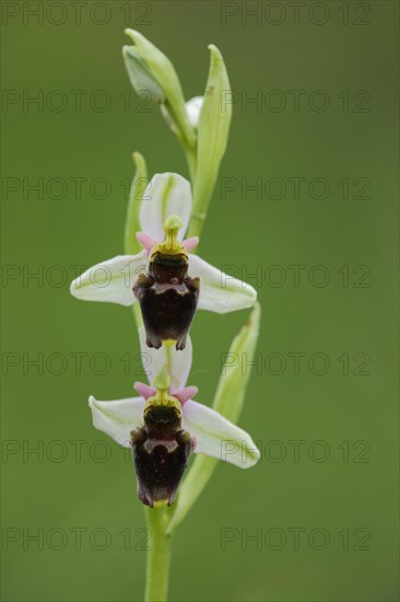 Bee orchid