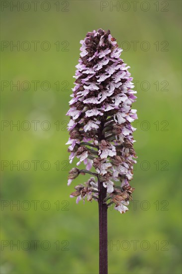 Northern marsh-orchid