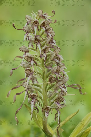 Lizard orchid