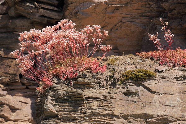 White stonecrop