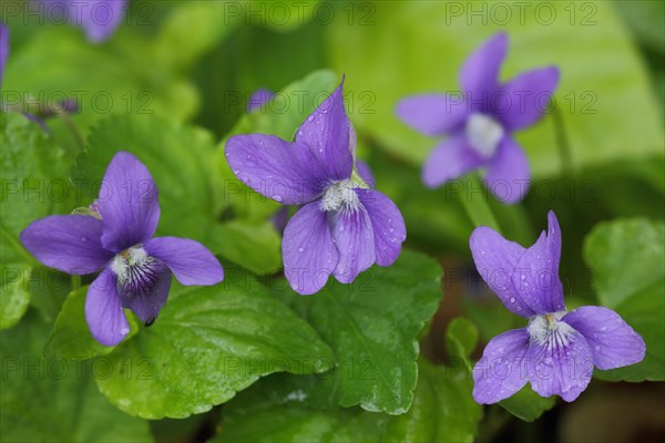Four flowers of the wood violet