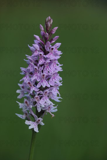 Fox common spotted orchid