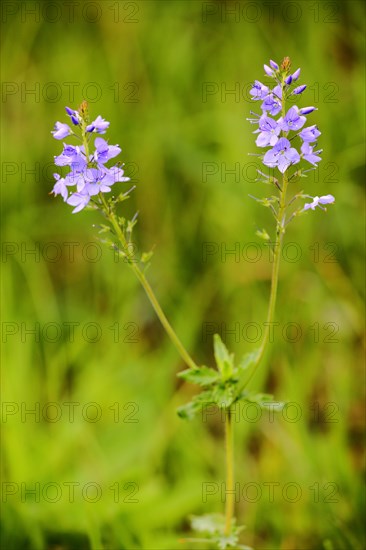 Large speedwell