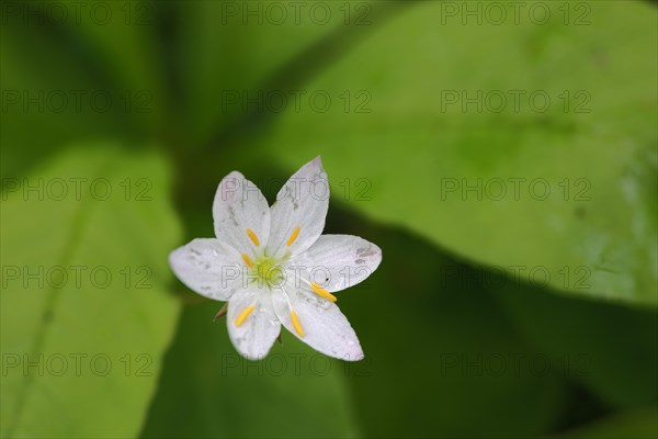 Chickweed wintergreen