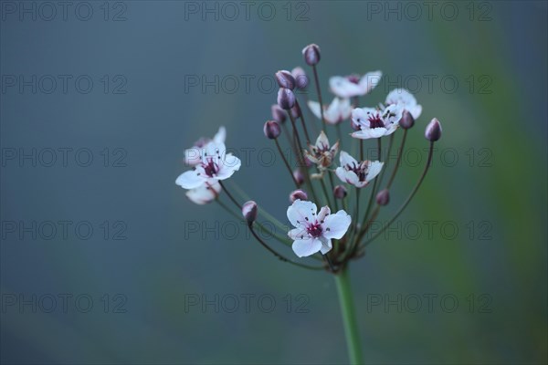 Flowering rush