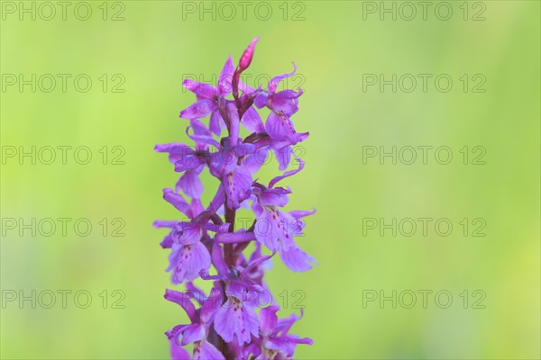 Greater early purple orchid