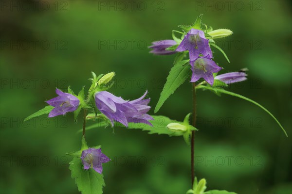 Nettle-leaved bellflower