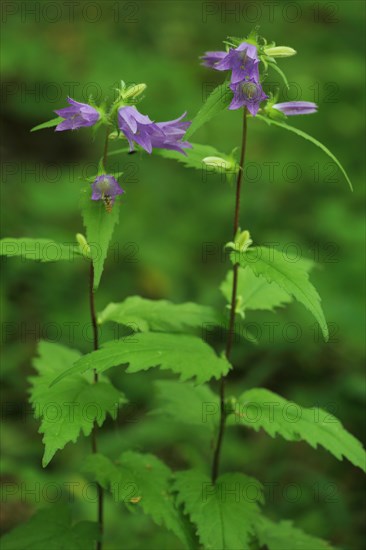 Nettle-leaved bellflower