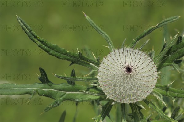 Woolly thistle