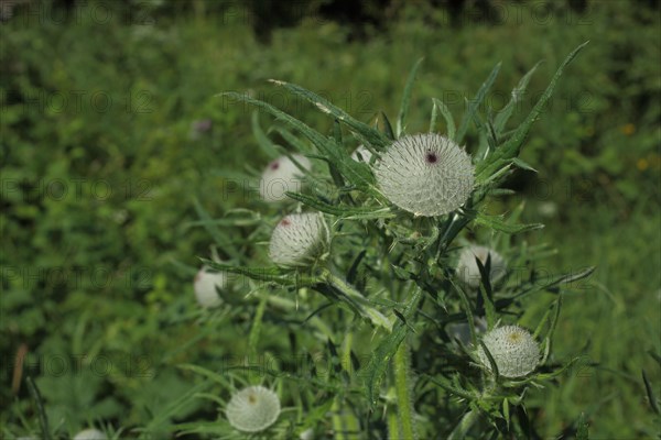 Woolly thistle