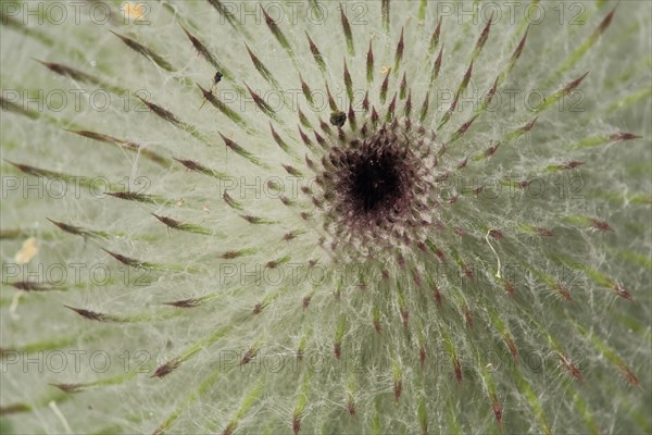 Fruit of a woolly thistle