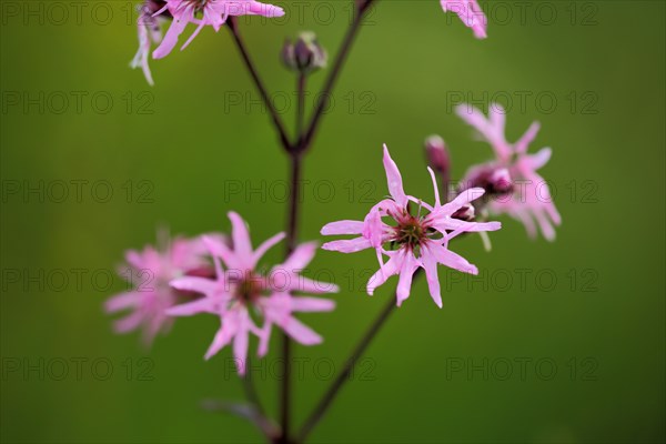 Ragged robin