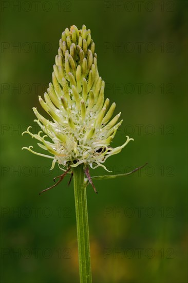 Spiked rampion