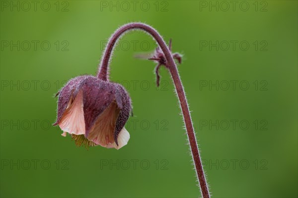 Flower with stem of a water avens