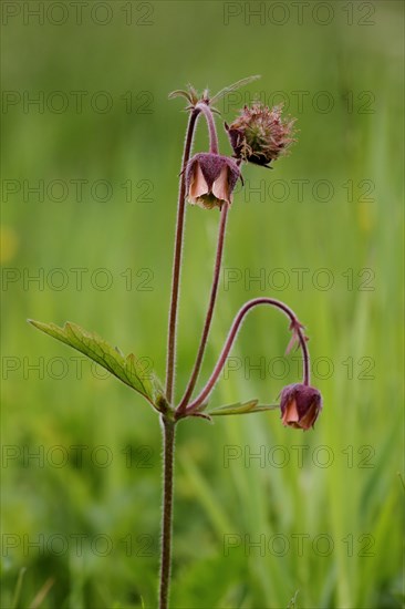 Water avens